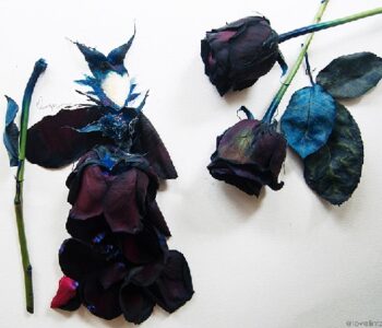 Maleficent-black-dyed-rose-and-watercolor-on-paper-2014